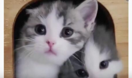 猫咪视频官网,带你领略萌宠世界的无限魅力